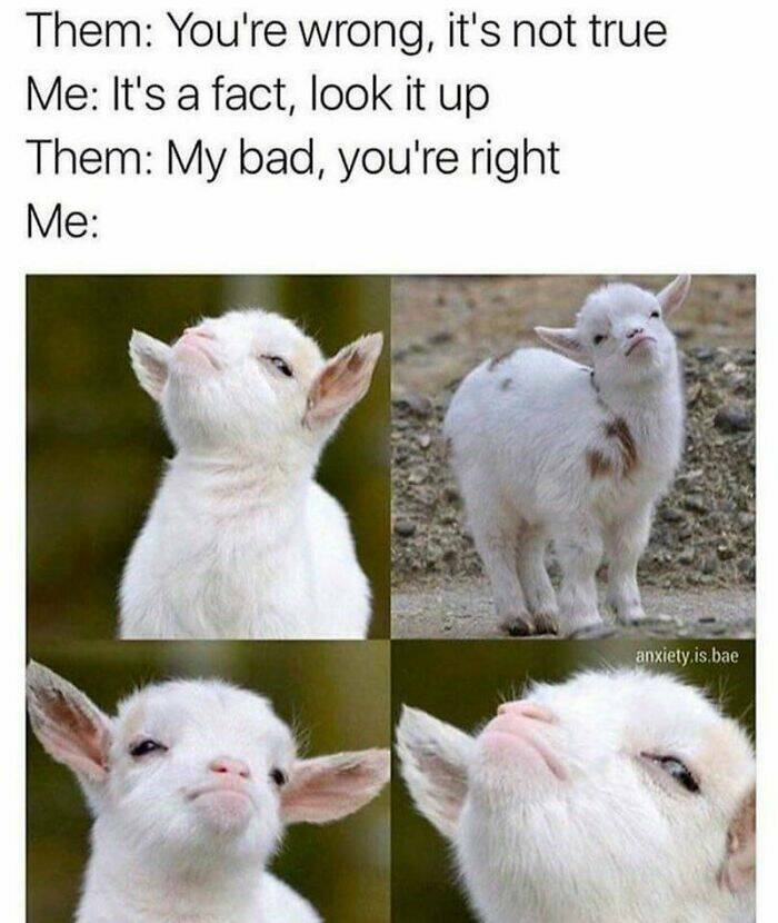 Funny And Adorable Animal Memes For Instant Joy Funny And Adorable Animal Memes For Instant Joy
