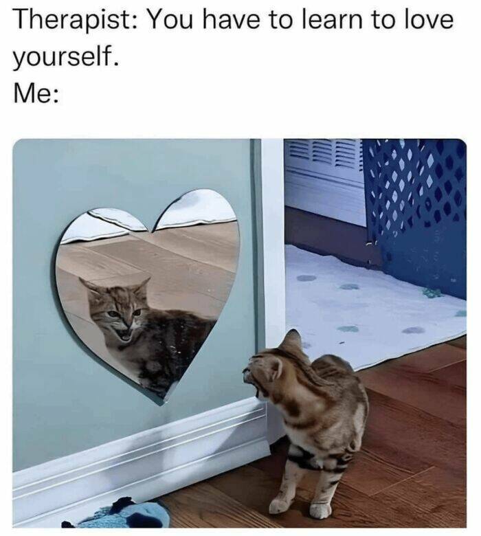 Funny And Adorable Animal Memes For Instant Joy Funny And Adorable Animal Memes For Instant Joy