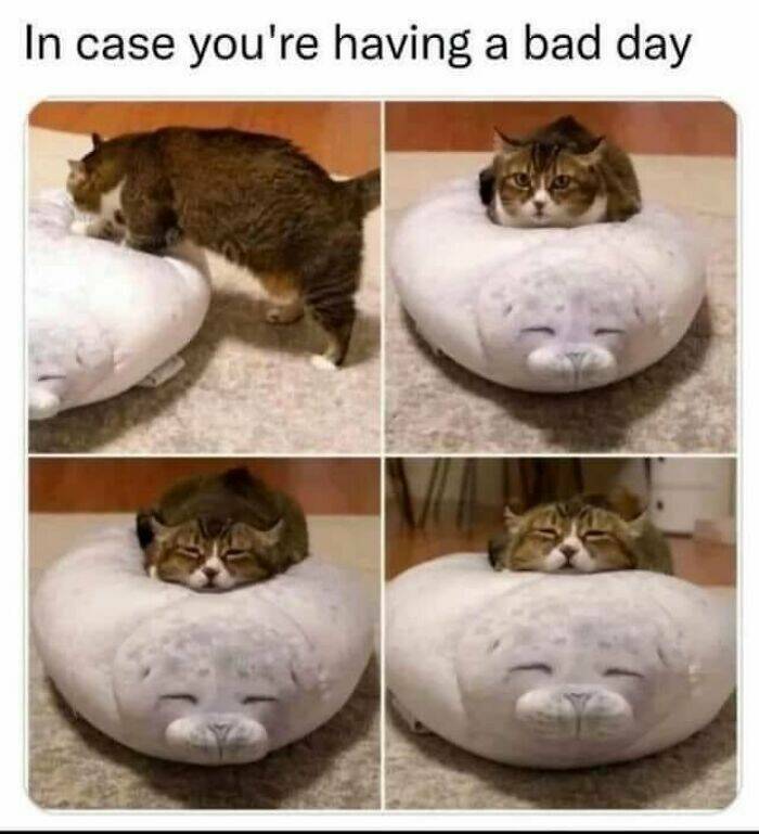 Funny And Adorable Animal Memes For Instant Joy Funny And Adorable Animal Memes For Instant Joy