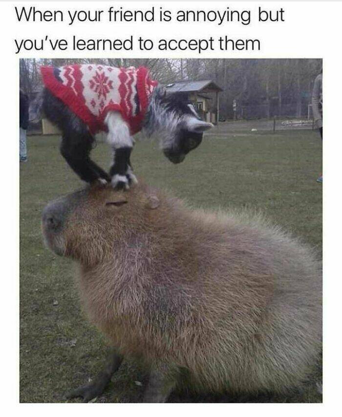 Funny And Adorable Animal Memes For Instant Joy Funny And Adorable Animal Memes For Instant Joy