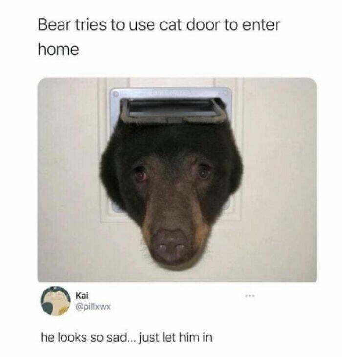 Funny And Adorable Animal Memes For Instant Joy Funny And Adorable Animal Memes For Instant Joy