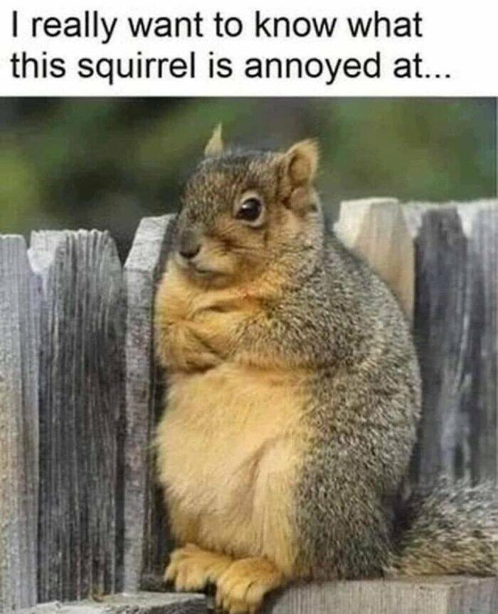 Funny And Adorable Animal Memes For Instant Joy Funny And Adorable Animal Memes For Instant Joy