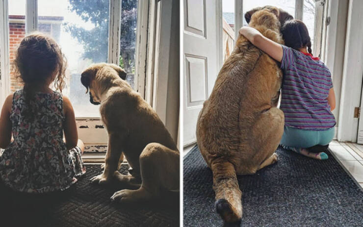 Heartwarming Photos Of Pets Growing Up With Their Humans