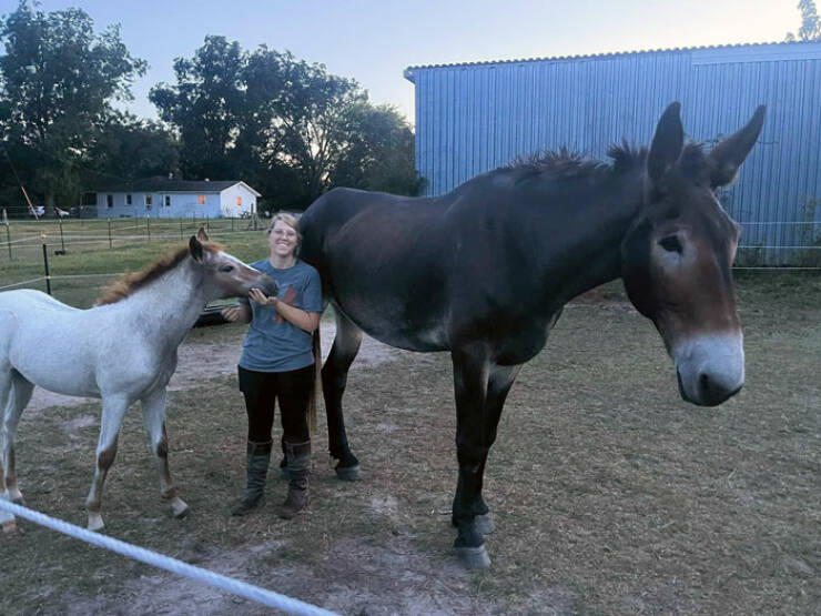 Surprisingly Giant Animals That Defy Expectations