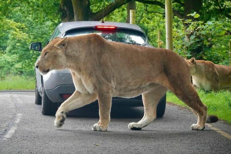 Surprisingly Giant Animals That Defy Expectations