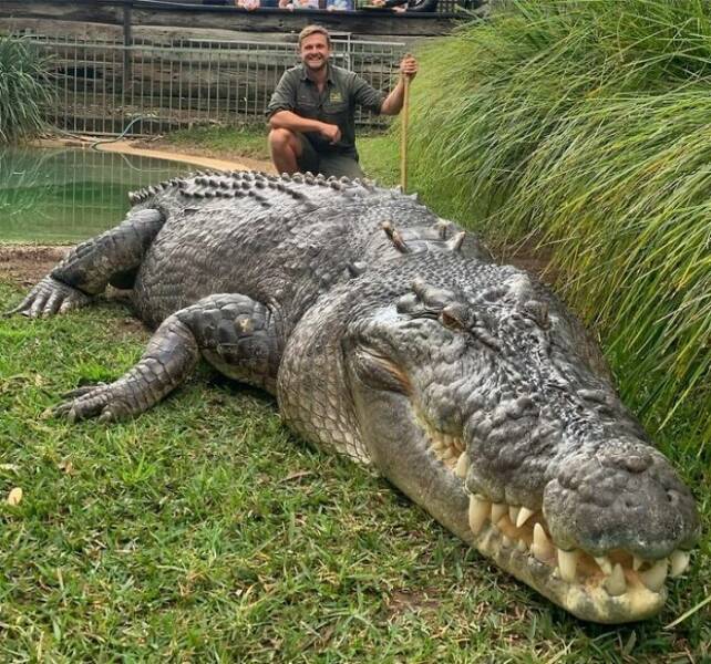 Surprisingly Giant Animals That Defy Expectations