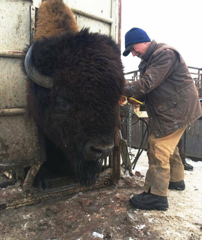 Surprisingly Giant Animals That Defy Expectations