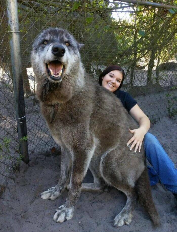 Surprisingly Giant Animals That Defy Expectations