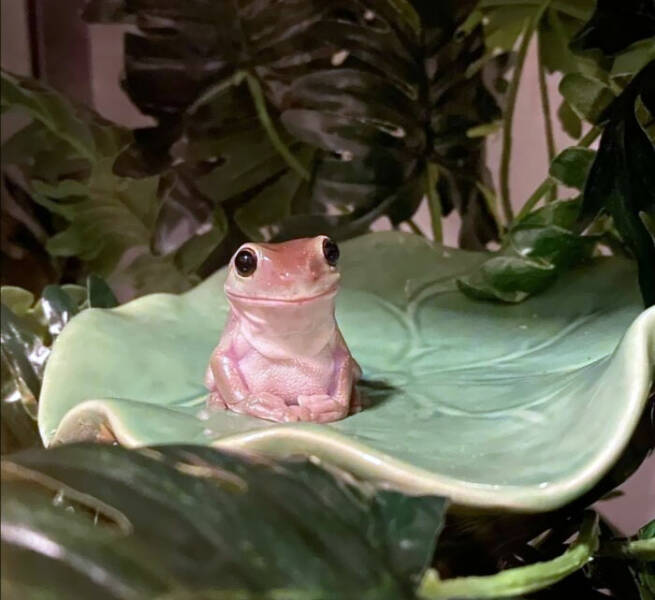 Adorable Frog Photos That Will Make You Smile