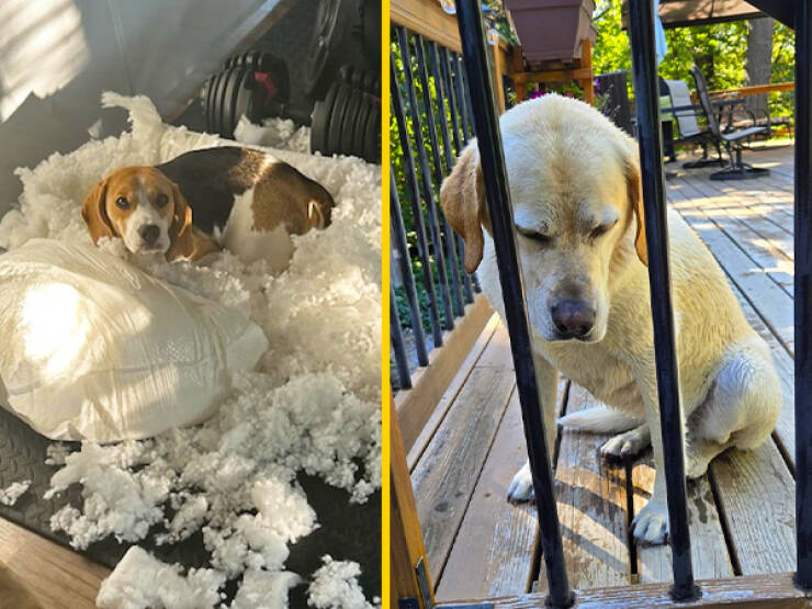 Guilty Pups Who Melt Our Hearts