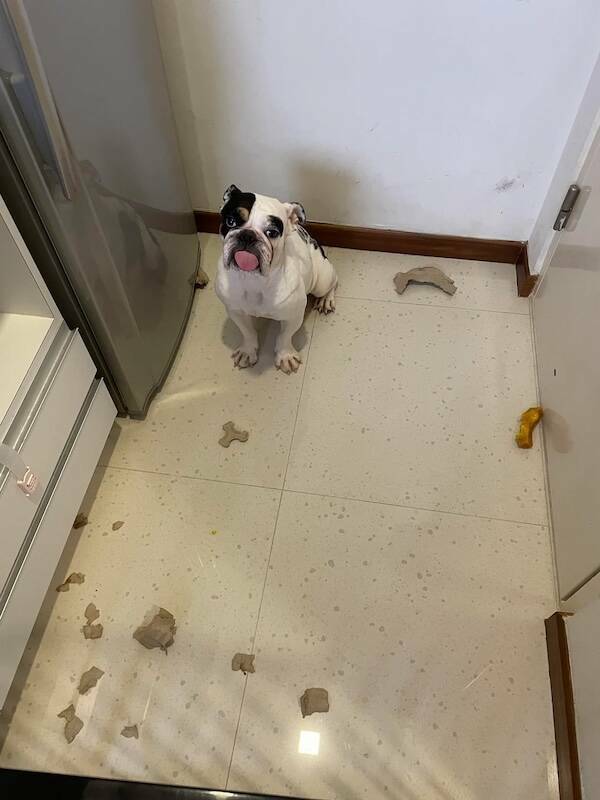 Guilty Pups Who Melt Our Hearts