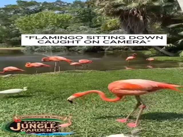 Have You Ever Seen A Flamingo Sitting?