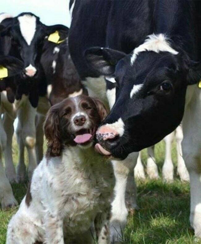 Charming Dog Moments Captured In Photos