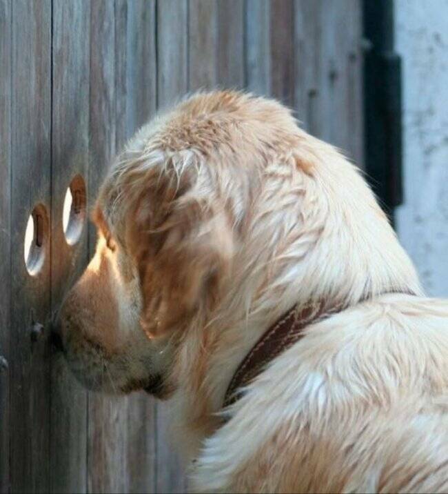 Charming Dog Moments Captured In Photos