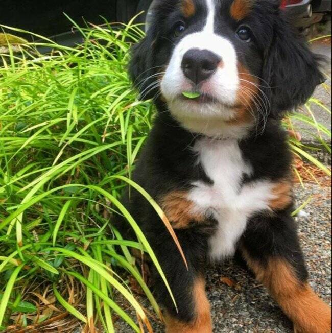 Charming Dog Moments Captured In Photos