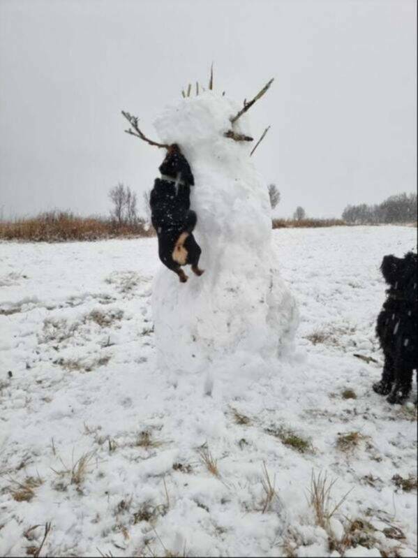 Charming Dog Moments Captured In Photos