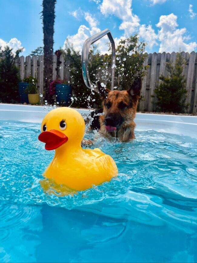 Charming Dog Moments Captured In Photos