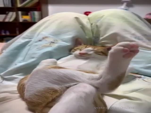 Sleeping Cats