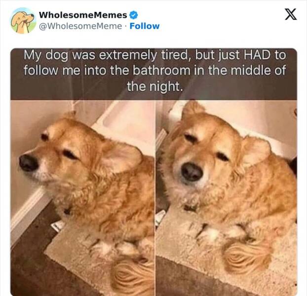 Wholesome  Memes That Will Put A Smile On Your Face