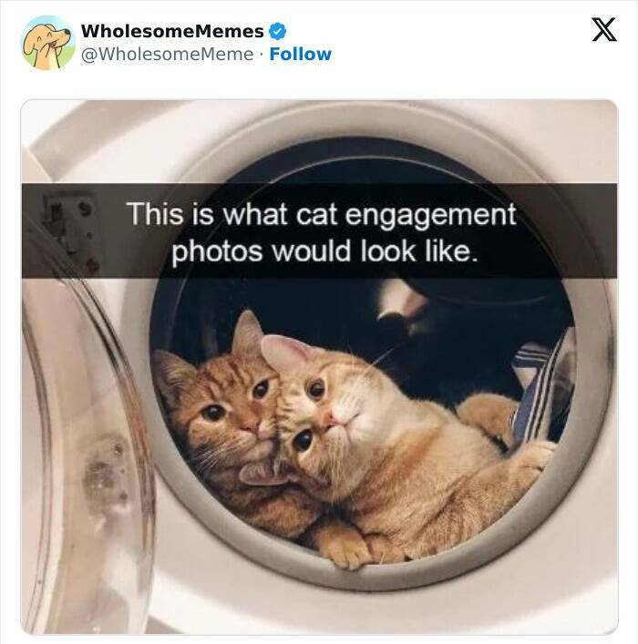 Wholesome  Memes That Will Put A Smile On Your Face