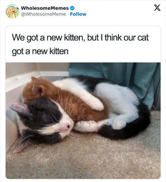 Wholesome  Memes That Will Put A Smile On Your Face