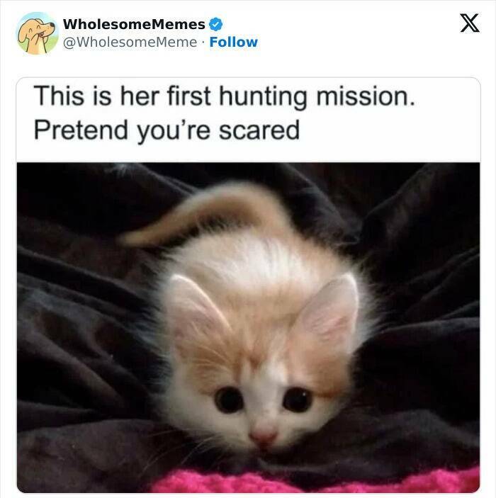 Wholesome  Memes That Will Put A Smile On Your Face