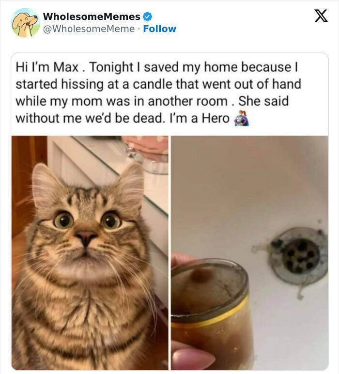 Wholesome  Memes That Will Put A Smile On Your Face