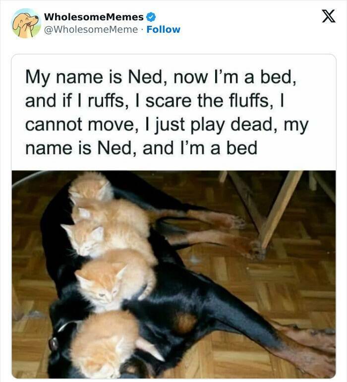 Wholesome  Memes That Will Put A Smile On Your Face