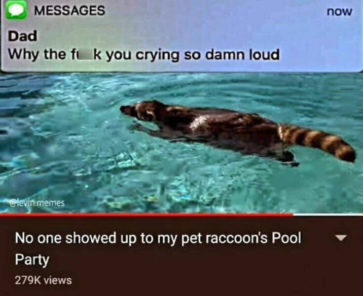 Meme-Worthy Raccoons Bringing The Laughs