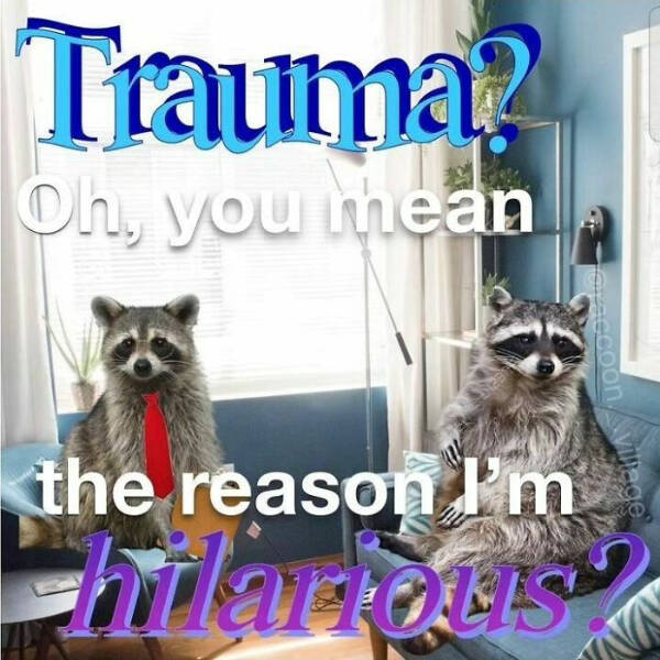 Meme-Worthy Raccoons Bringing The Laughs