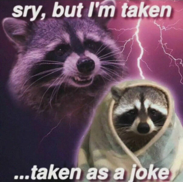 Meme-Worthy Raccoons Bringing The Laughs