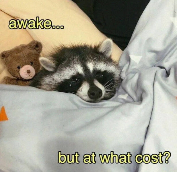 Meme-Worthy Raccoons Bringing The Laughs