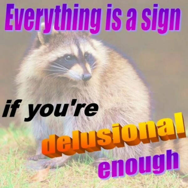 Meme-Worthy Raccoons Bringing The Laughs