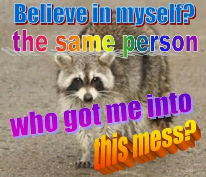 Meme-Worthy Raccoons Bringing The Laughs