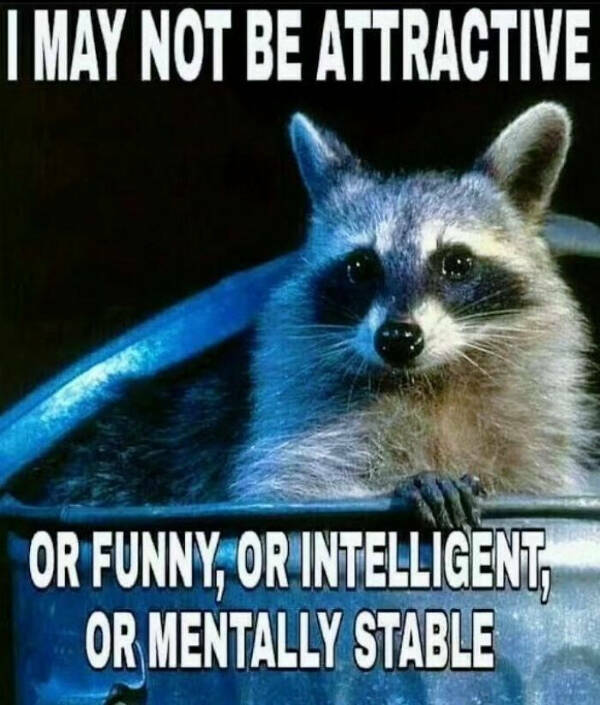 Meme-Worthy Raccoons Bringing The Laughs