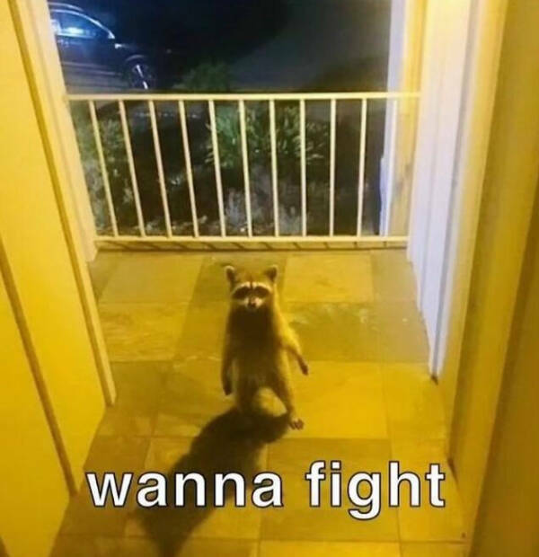 Meme-Worthy Raccoons Bringing The Laughs