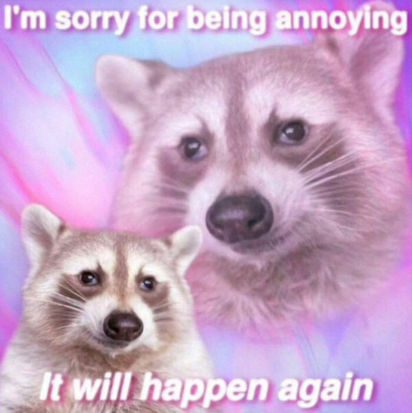 Meme-Worthy Raccoons Bringing The Laughs