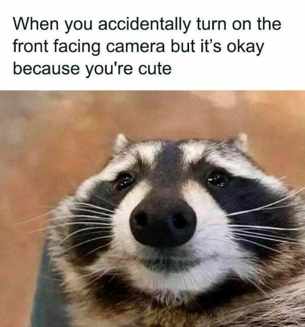 Meme-Worthy Raccoons Bringing The Laughs