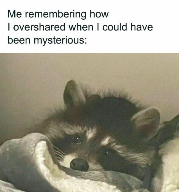 Meme-Worthy Raccoons Bringing The Laughs