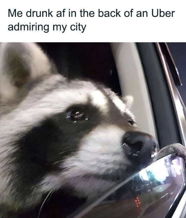 Meme-Worthy Raccoons Bringing The Laughs