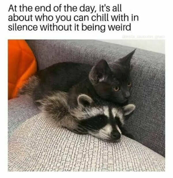 Meme-Worthy Raccoons Bringing The Laughs