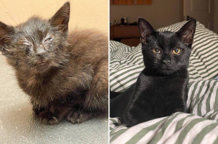 How Adoption Changed These Animals Lives