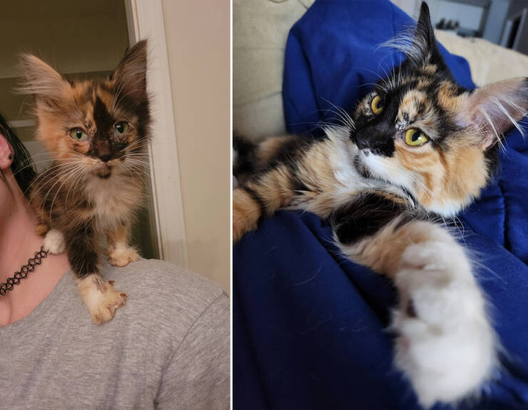 How Adoption Changed These Animals Lives