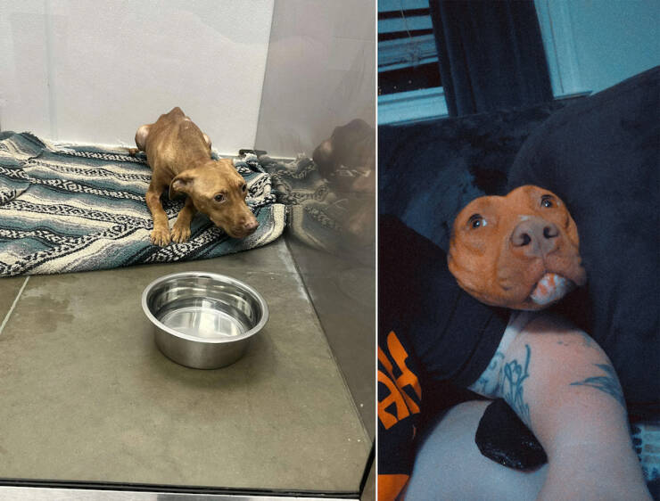 How Adoption Changed These Animals Lives