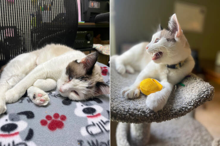 How Adoption Changed These Animals Lives