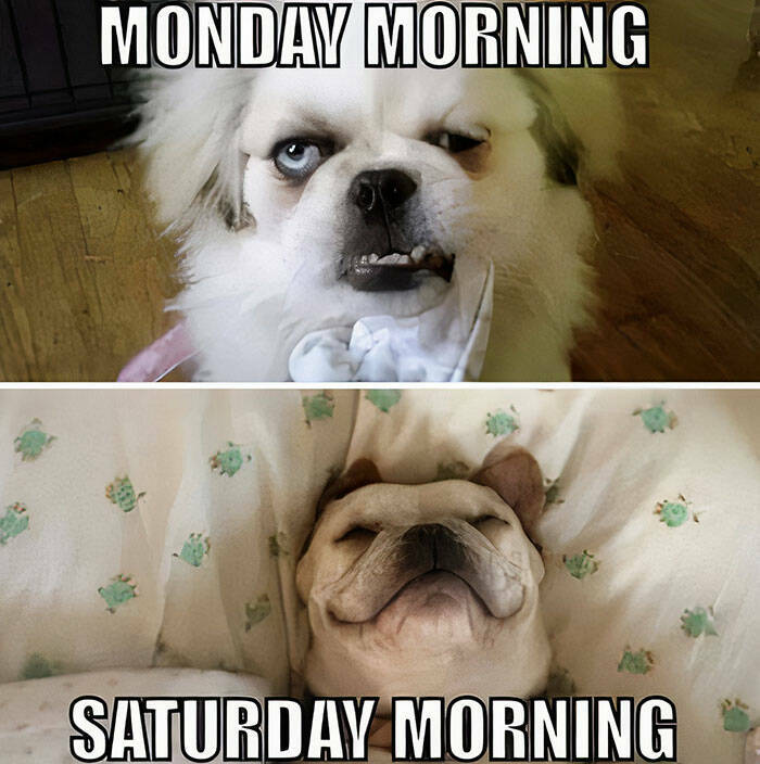 Lazy Saturday Memes To Keep You Laughing All Day