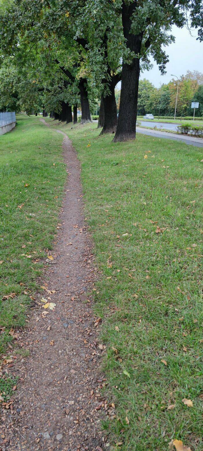 The Rise Of Desire Paths