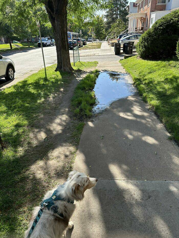 The Rise Of Desire Paths