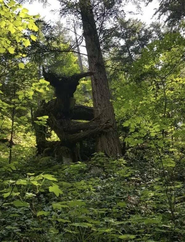 Wild Photos Proving Nature Makes Its Own Rules