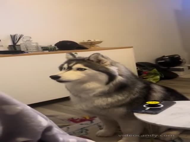 For Those Who Want To Get A Husky